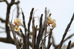 Dendrobium barbatulum